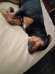Lost Female Dog last seen Colorado , Park County, CO 80448
