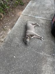 Reunited Male Dog last seen Delk rd and powers ferry rd, Marietta, GA 30067