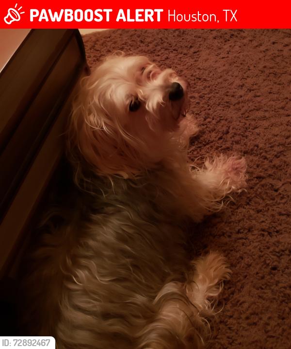 Lost Male Dog last seen Indian Quail  & Fm 529, Houston, TX 77095