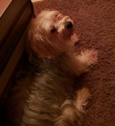 Lost Male Dog last seen Indian Quail  & Fm 529, Houston, TX 77095