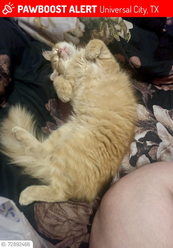 Lost Male Cat last seen North street , Universal City, TX 78148