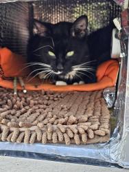 Found/Stray Male Cat last seen Wheelock and Payne Ave, Saint Paul, MN 55130