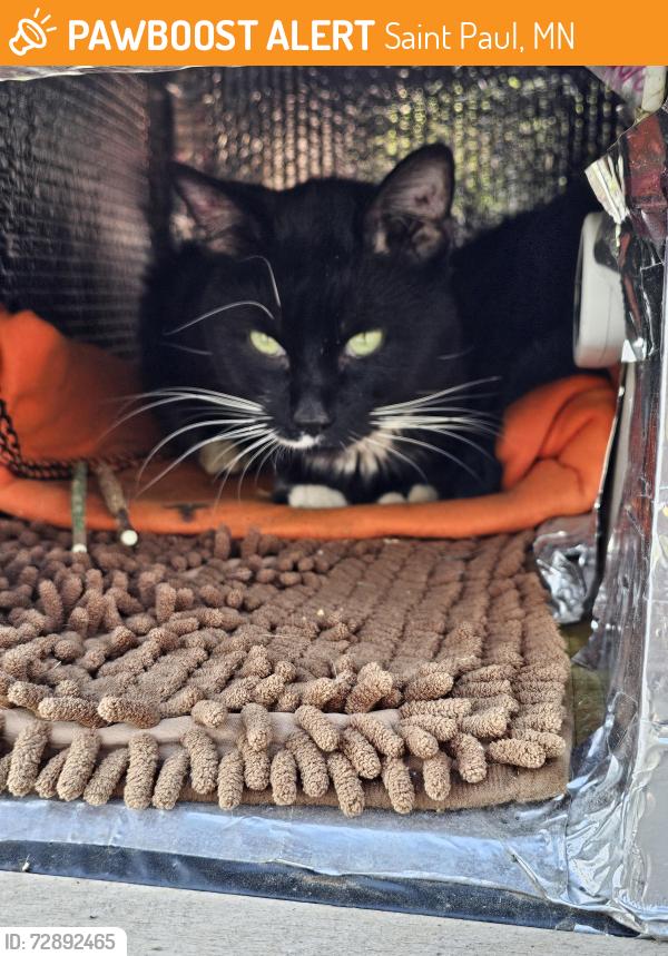 Found/Stray Male Cat last seen Wheelock and Payne Ave, Saint Paul, MN 55130