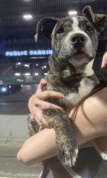 Found/Stray Female Dog last seen Found on the metro E train, Santa Monica, CA 90401