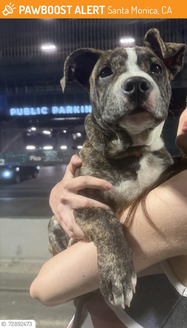 Found/Stray Female Dog last seen Found on the metro E train, Santa Monica, CA 90401