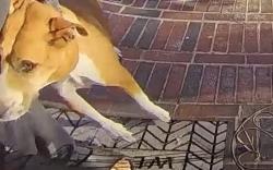 Lost Female Dog last seen Perry road, Houston, TX 77064