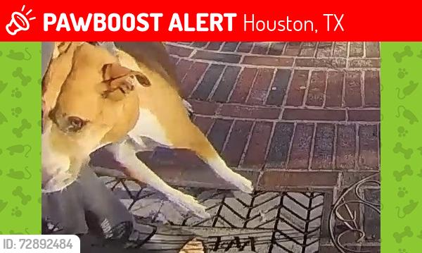 Lost Female Dog last seen Perry road, Houston, TX 77064