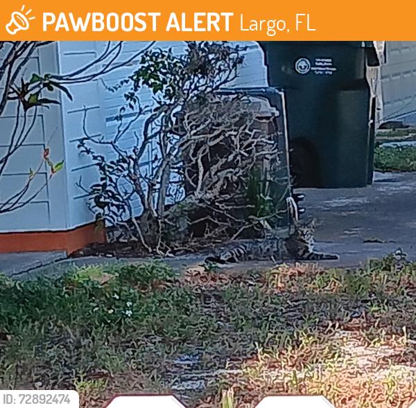 Found/Stray Unknown Cat last seen Eastbay and kimpton, Largo, FL 33771