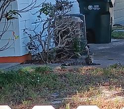 Found/Stray Unknown Cat last seen Eastbay and kimpton, Largo, FL 33771