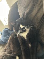 Lost Male Cat last seen Waterville Maine, Lanseria, GP 1739