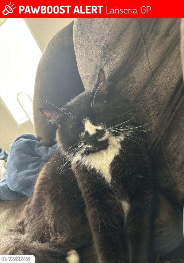 Lost Male Cat last seen Waterville Maine, Lanseria, GP 1739