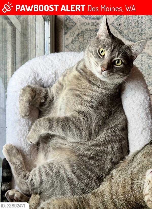Lost Male Cat last seen 224th and 13th Ave South Des Moines , Des Moines, WA 98198