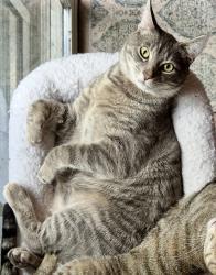 Lost Male Cat last seen 224th and 13th Ave South Des Moines , Des Moines, WA 98198