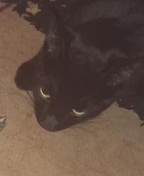 Lost Male Cat last seen Argentine street and lake, Georgetown, CO 80444