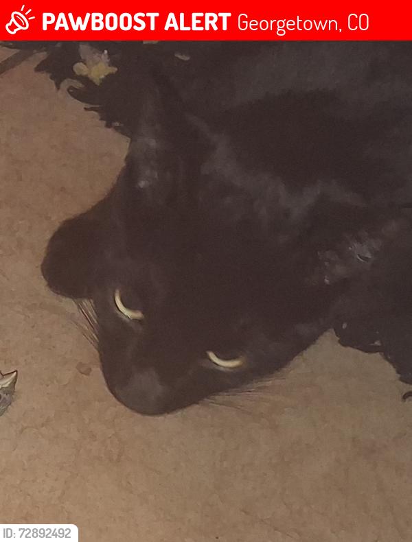 Lost Male Cat last seen Argentine street and lake, Georgetown, CO 80444