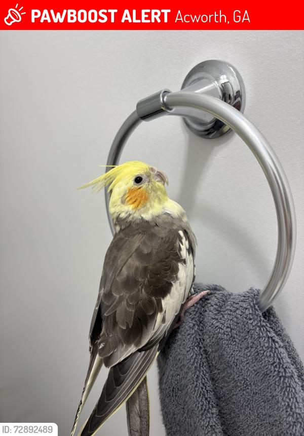 Lost Male Bird last seen Little ridge dr acworth GA 30102, Acworth, GA 30102