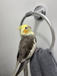Lost Male Bird last seen Little ridge dr acworth GA 30102, Acworth, GA 30102