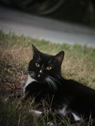 Lost Male Cat last seen Prospect and tallevast, Manatee County, FL 34243