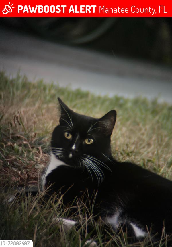 Lost Male Cat last seen Prospect and tallevast, Manatee County, FL 34243