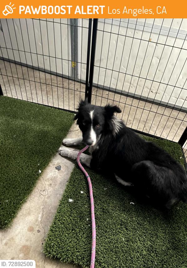 Found/Stray Female Dog last seen Pacific and 36th in San Pedro, Los Angeles, CA 90731