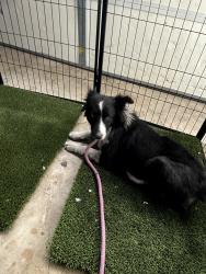 Found/Stray Female Dog last seen Pacific and 36th in San Pedro, Los Angeles, CA 90731