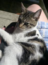 Found/Stray Male Cat last seen Hiwood Ave, Stow, OH 44224
