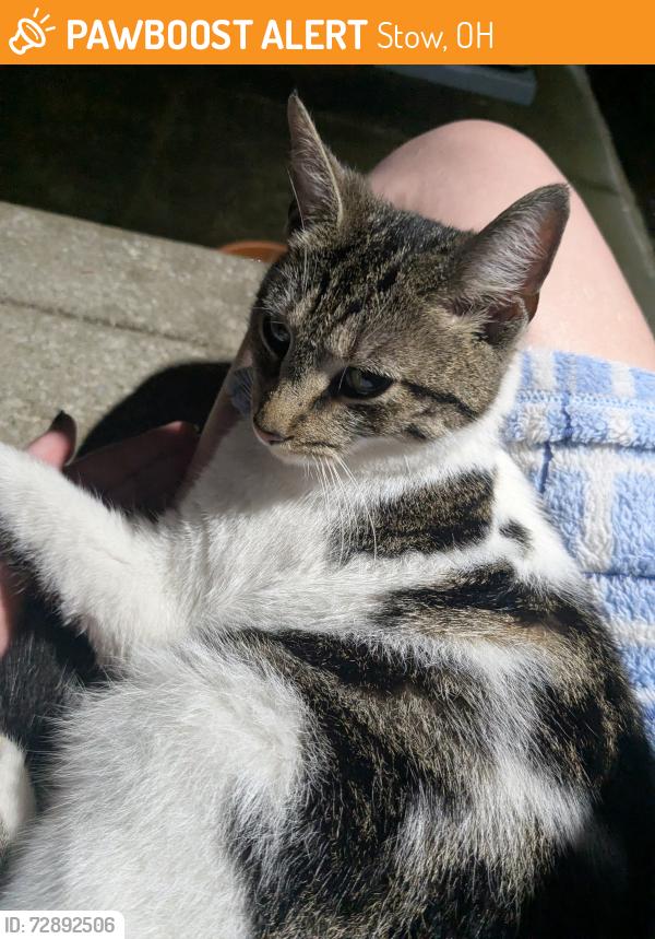 Found/Stray Male Cat last seen Hiwood Ave, Stow, OH 44224