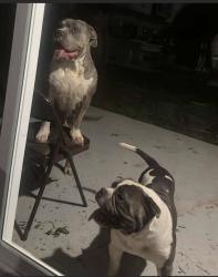Lost Female Dog last seen Blairfield dr, Nashville, TN 37013