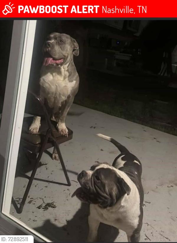 Lost Female Dog last seen Blairfield dr, Nashville, TN 37013