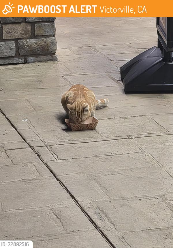 Found/Stray Male Cat last seen Victorville  , Mariposa rd ,nisqully rd, Victorville, CA 92395