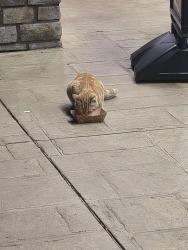 Found/Stray Male Cat last seen Victorville  , Mariposa rd ,nisqully rd, Victorville, CA 92395