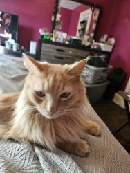 Reunited Unknown Cat last seen Kilmer Ave , Taunton, MA 02780