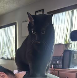 Reunited Female Cat last seen Near W Mines Ave, Montebello, CA 90640, USA, Montebello, CA 90640