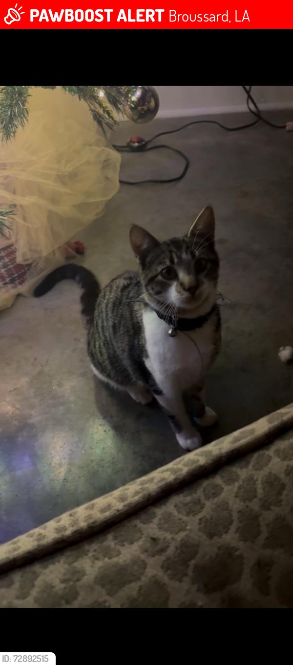 Lost Male Cat last seen Fontelieu , Broussard, LA 70518