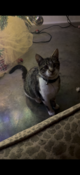 Lost Male Cat last seen Fontelieu , Broussard, LA 70518