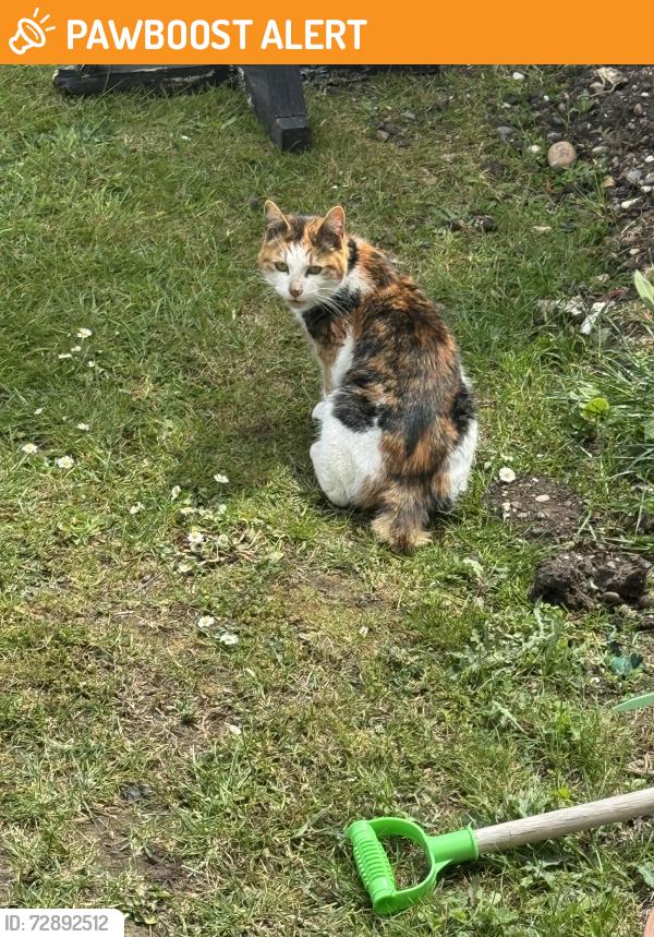 Found/Stray Unknown Cat last seen Arena Tram station, Greater London, England CR0 7SE