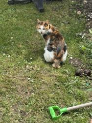 Found/Stray Unknown Cat last seen Arena Tram station , Greater London, England CR0 7SE