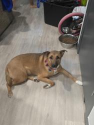 Lost Female Dog last seen 10th and Bryant , Denver, CO 80204