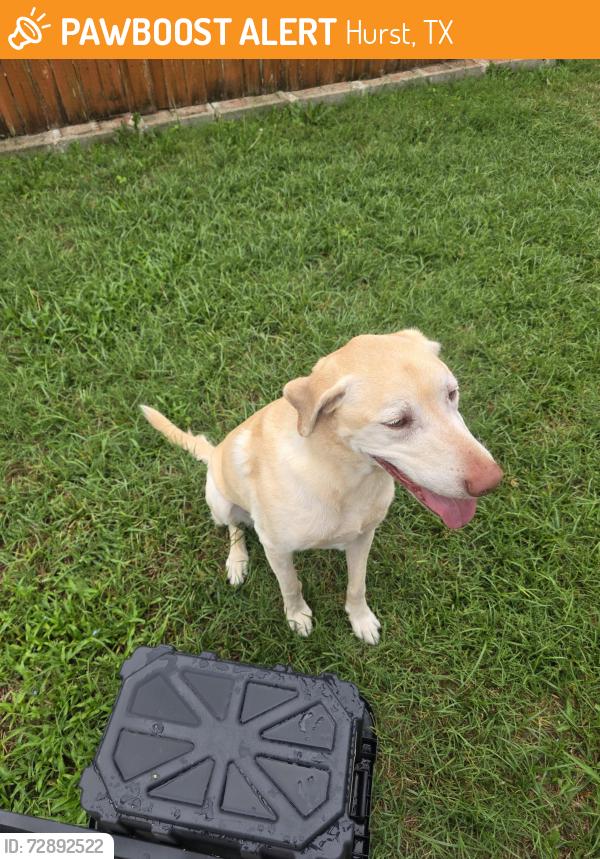 Found/Stray Unknown Dog last seen Bremen and Antwerp, Hurst, TX 76054