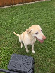 Found/Stray Unknown Dog last seen Bremen and Antwerp, Hurst, TX 76054