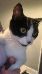 Lost Female Cat last seen Master chef, Nottinghamshire, England NG18
