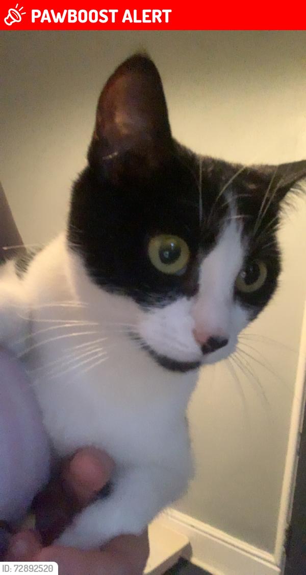 Lost Female Cat last seen Master chef, Nottinghamshire, England NG18