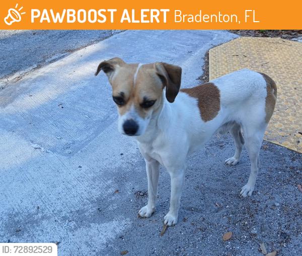 Found/Stray Male Dog last seen 18th Ave w , Bradenton, FL 34205
