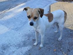 Found/Stray Male Dog last seen 18th Ave w , Bradenton, FL 34205