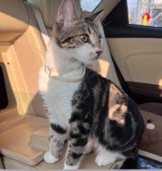 Lost Female Cat last seen Bedford Avenue, Brooklyn, NY 11226