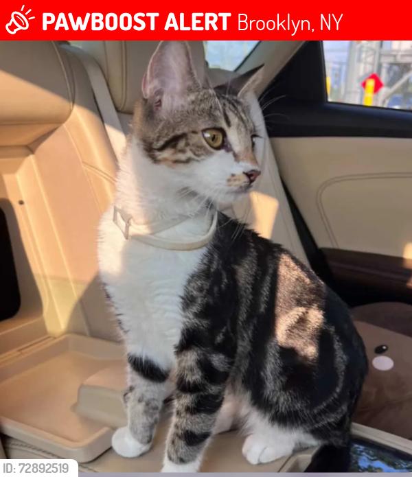 Lost Female Cat last seen Bedford Avenue, Brooklyn, NY 11226