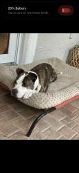 Lost Male Dog last seen 46th ave, Hollywood, FL 33021