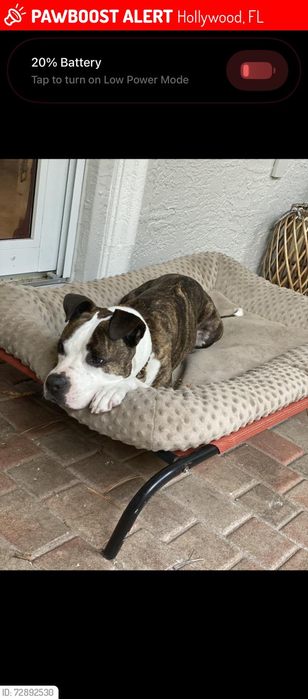 Lost Male Dog last seen 46th ave, Hollywood, FL 33021