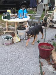 Found/Stray Female Dog last seen Litewood, Hudson, FL 34667