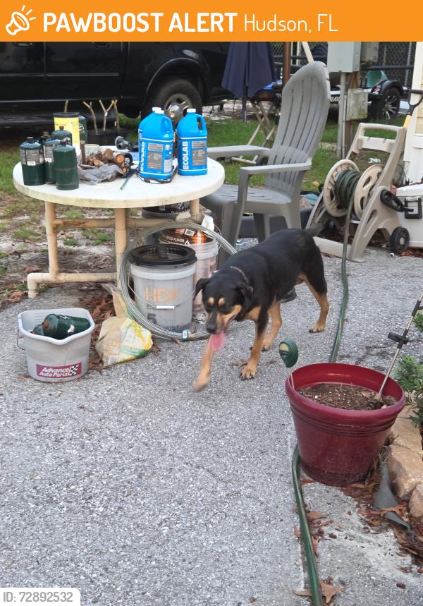 Found/Stray Female Dog last seen Litewood, Hudson, FL 34667
